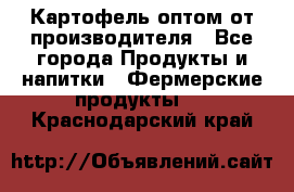 Картофель оптом от производителя - Все города Продукты и напитки » Фермерские продукты   . Краснодарский край